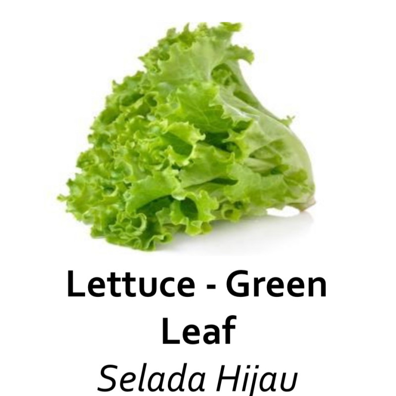 Selada hijau organik