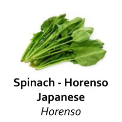 Bayam jepang / horenzo organik