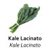 Kale nero atau lacinato