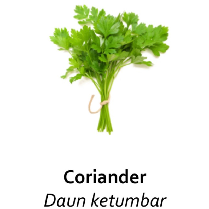 Daun ketumbar organik