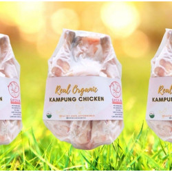 Ayam kampung organik opera by dr otan