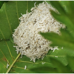 Teri nasi kering garam alami bebas pemutih